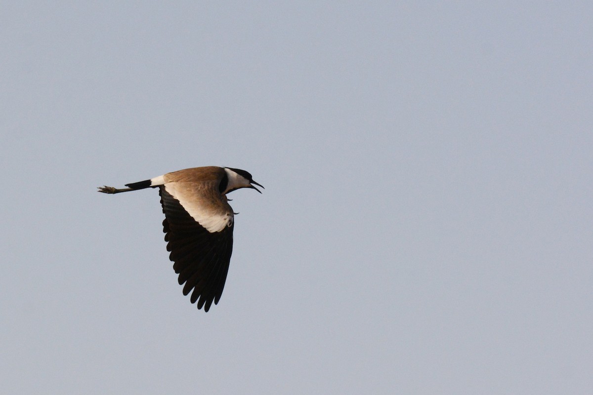 Spur-winged Lapwing - ML84710711