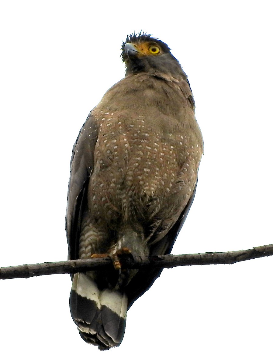 Crested Serpent-Eagle - Todd A. Watkins