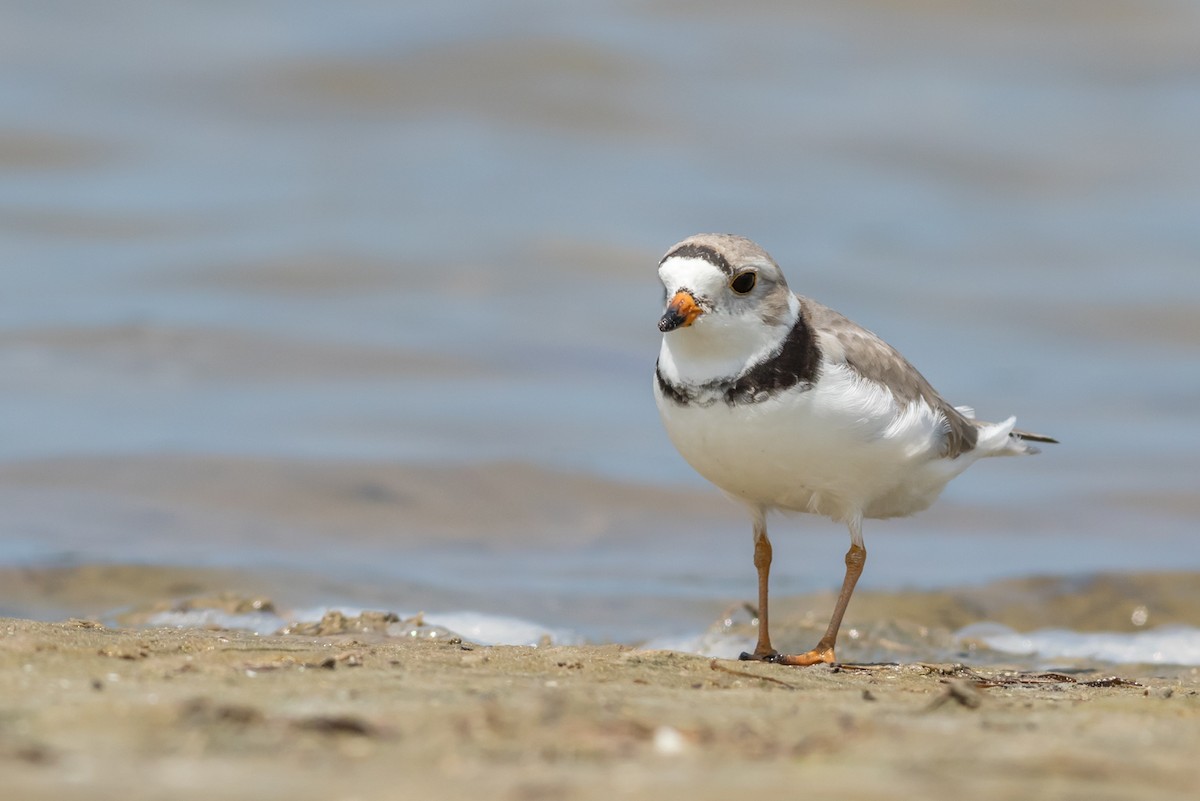 Piping Plover - Kyle Blaney