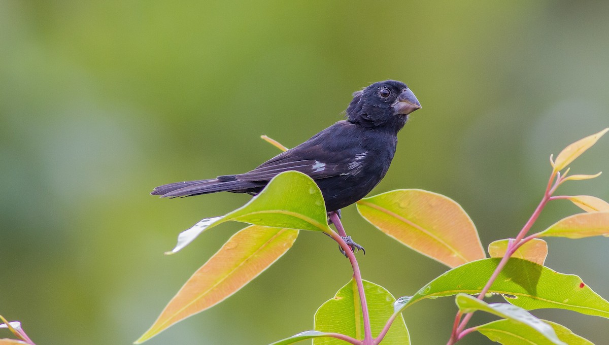 Thick-billed Seed-Finch - ML84712721
