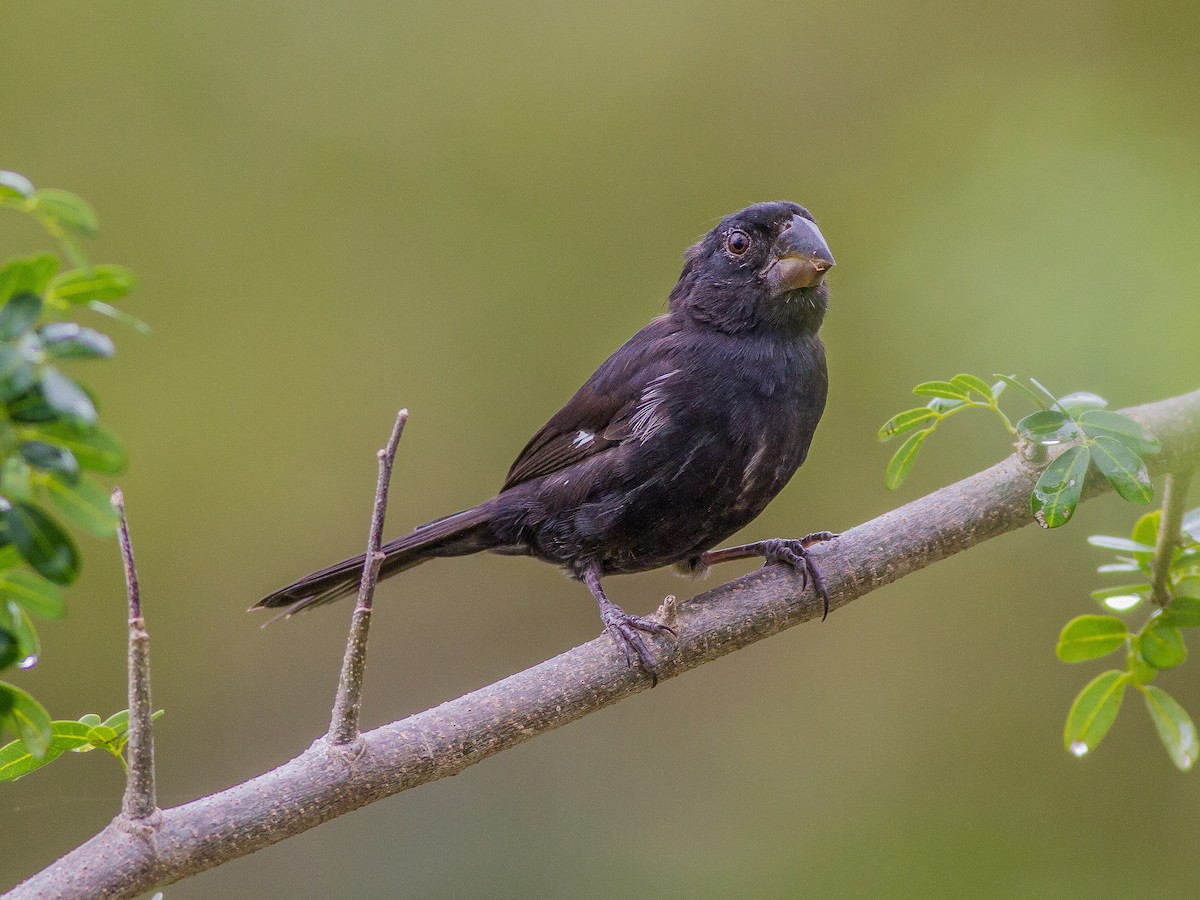 Thick-billed Seed-Finch - Roni Martinez