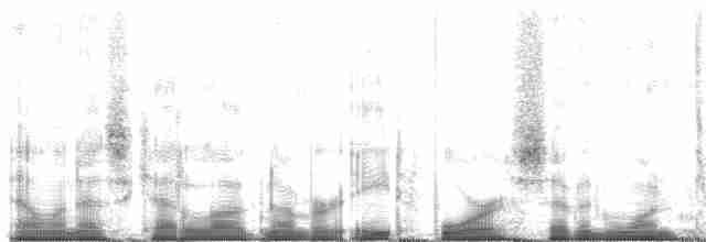 Cygne siffleur (columbianus) - ML84713