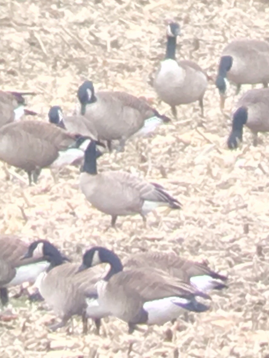 Cackling Goose (Richardson's) - ML84714891