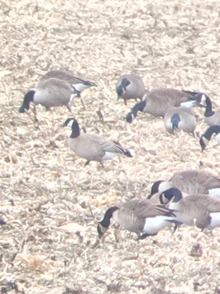 Cackling Goose (Richardson's) - ML84714901