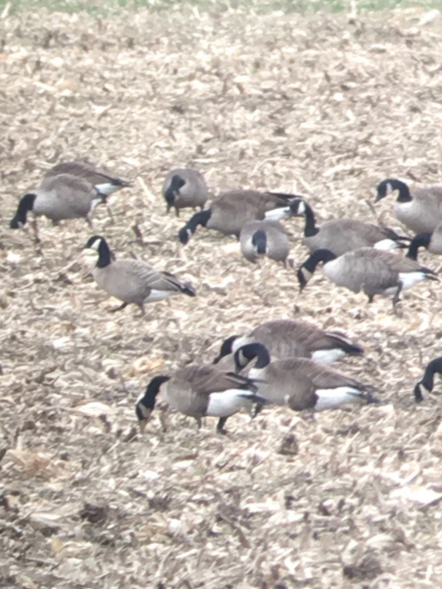 Cackling Goose (Richardson's) - ML84714911