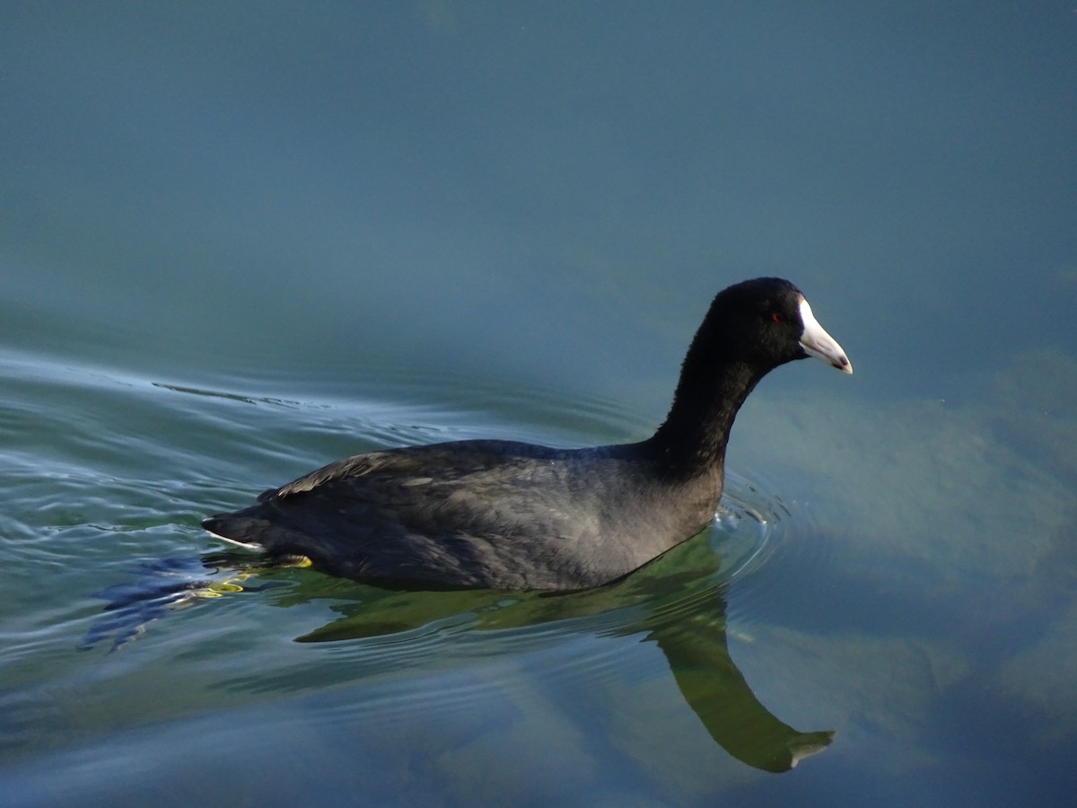 American Coot - Thomas Ouchterlony