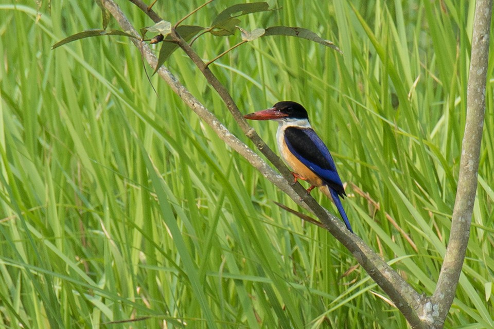 Black-capped Kingfisher - Wich’yanan Limparungpatthanakij
