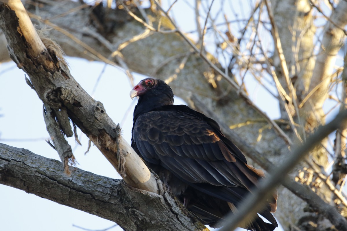 Turkey Vulture - ML84721401