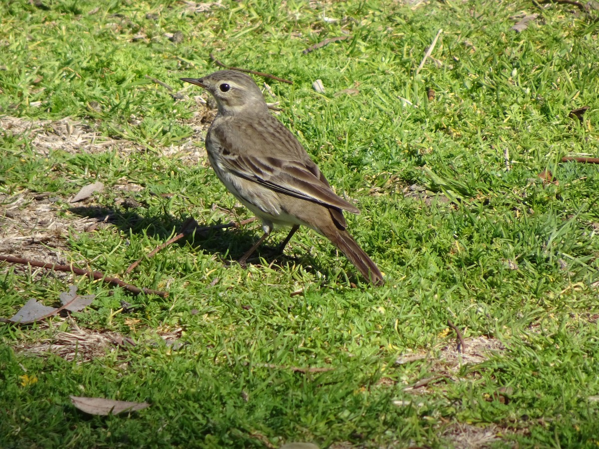 American Pipit - Thomas Ouchterlony
