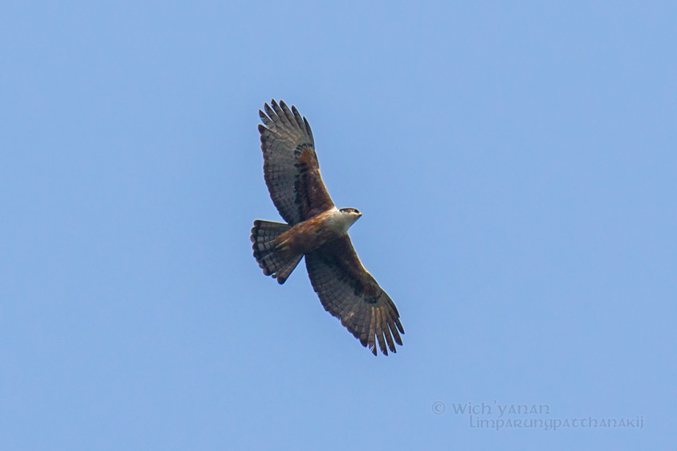 Rufous-bellied Eagle - Wich’yanan Limparungpatthanakij