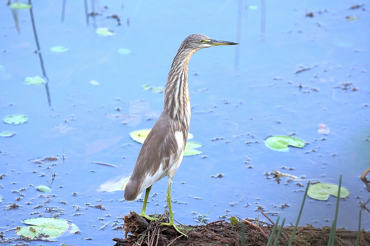 Indian Pond-Heron - HG Prashanthakumar