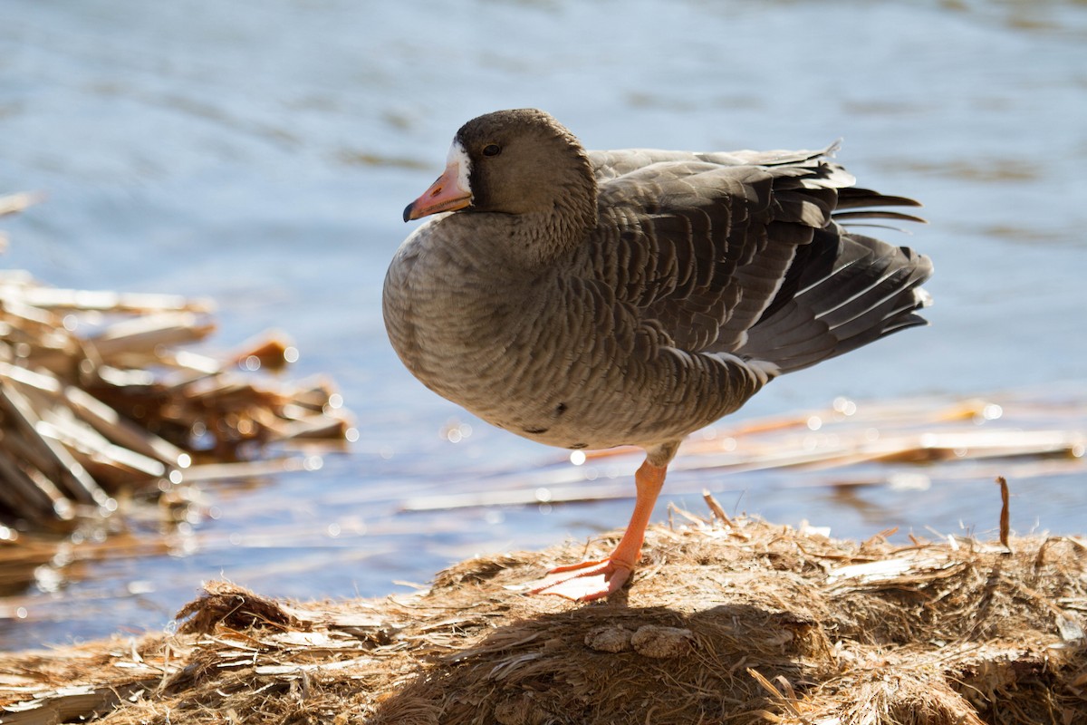 Greater White-fronted Goose - Angel Poe
