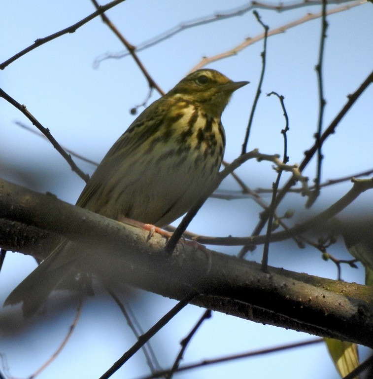 Olive-backed Pipit - ML84723521