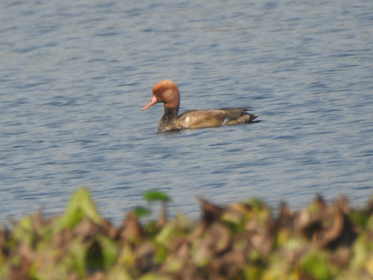 Red-crested Pochard - Anagha Deb