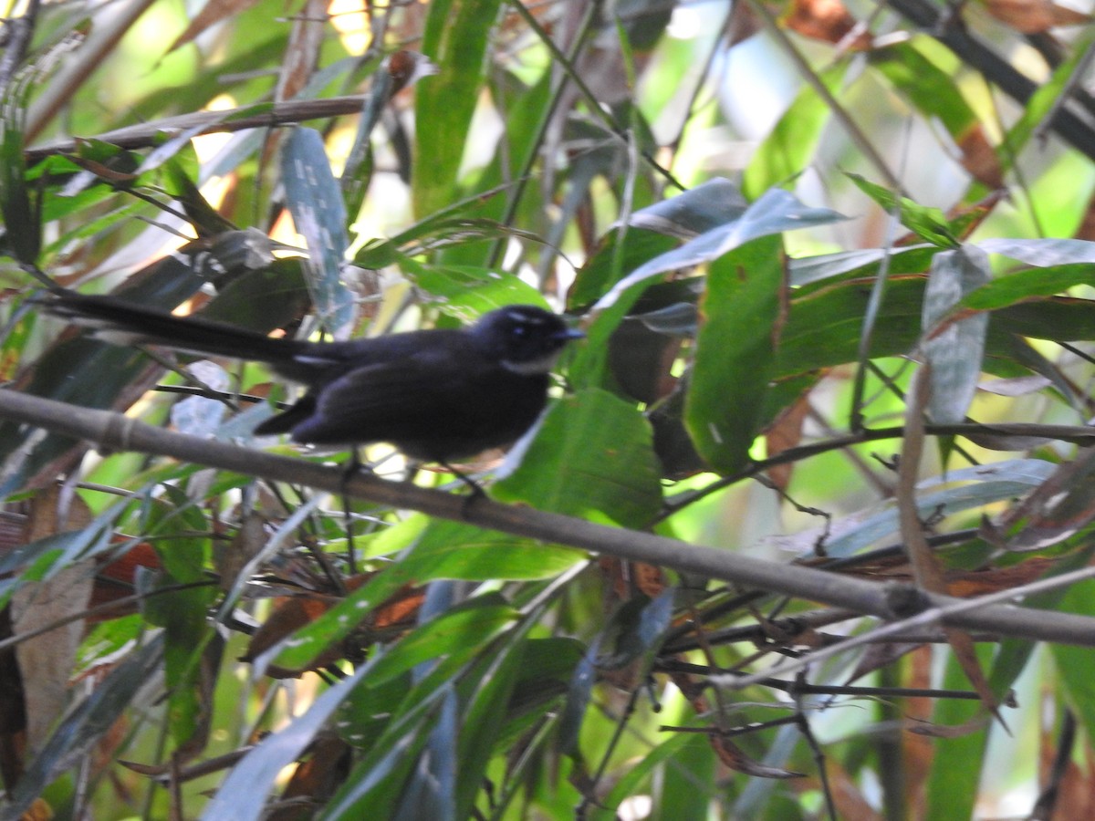 White-throated Fantail - ML84723741
