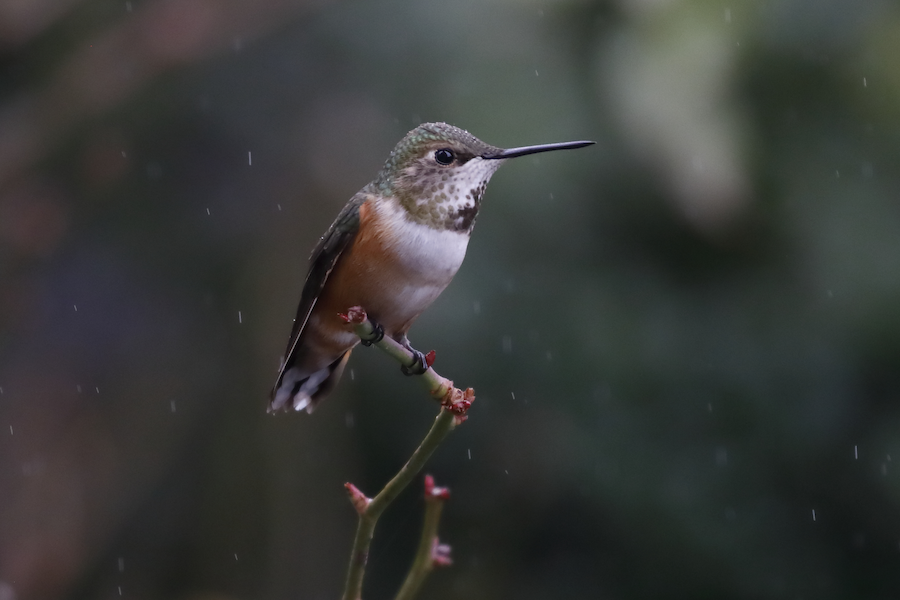 Selasphorus sp. - eBird