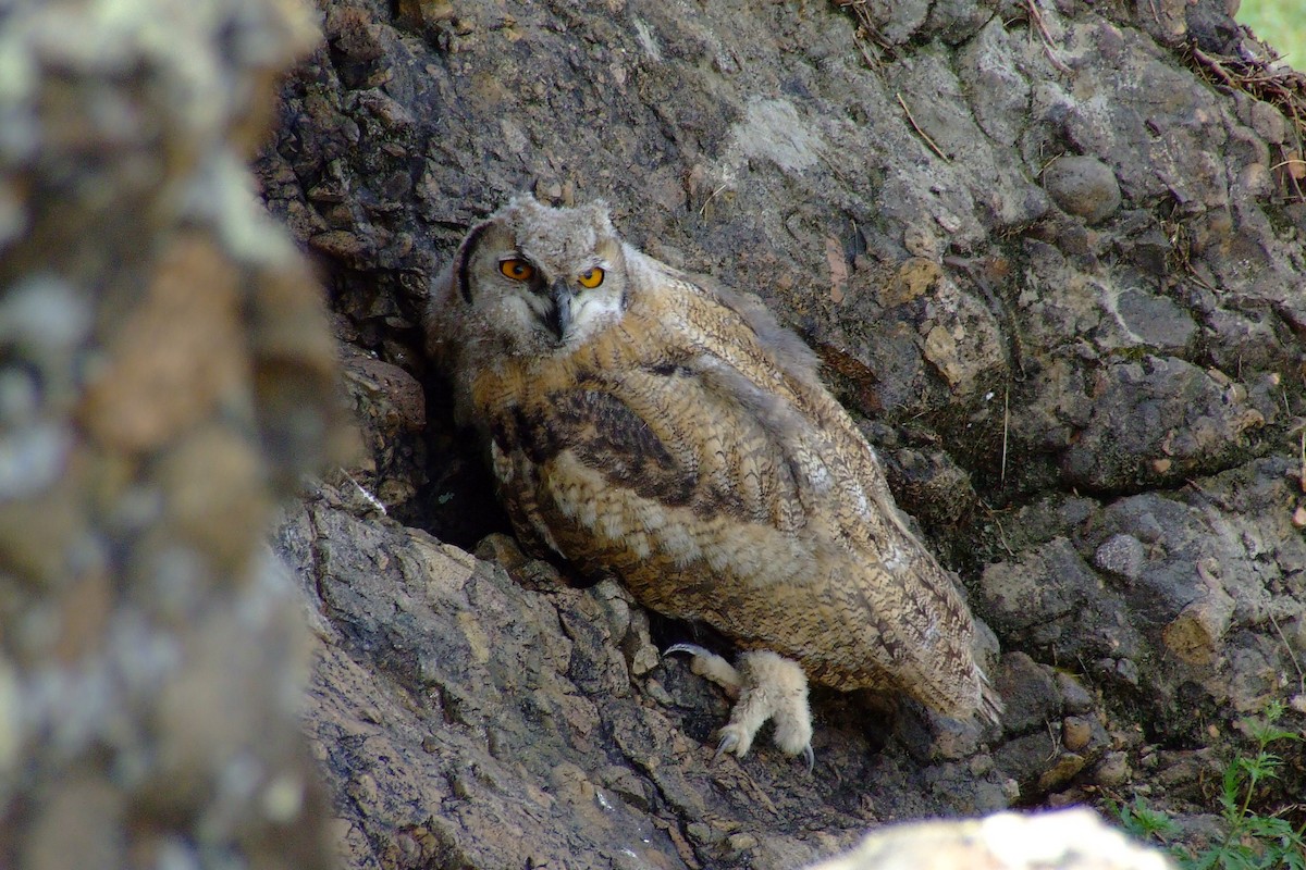 Eurasian Eagle-Owl - Shane Sumasgutner