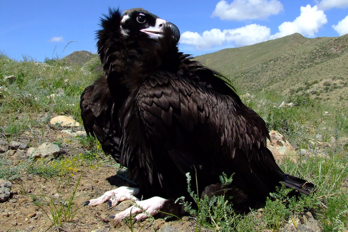 Cinereous Vulture - ML84727981