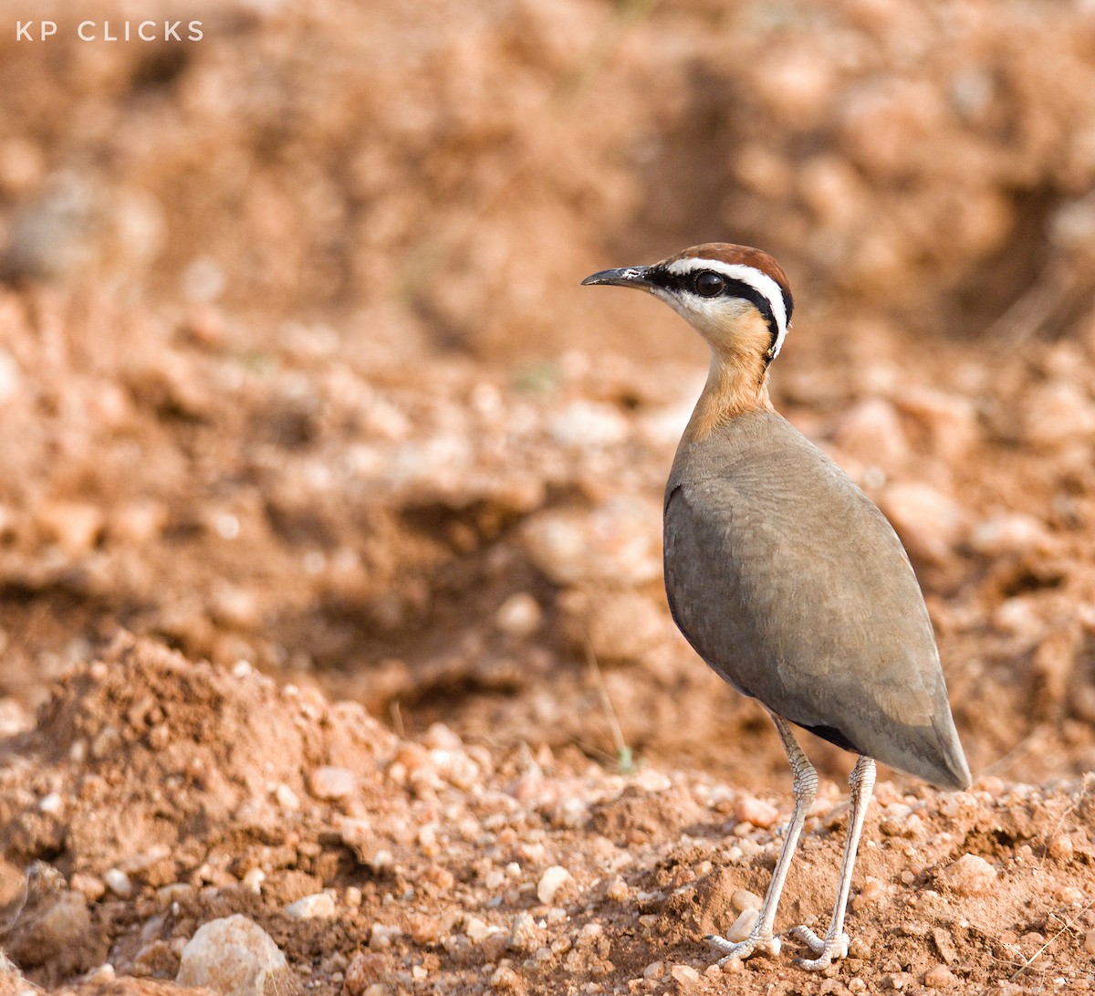 Indian Courser - ML84728931