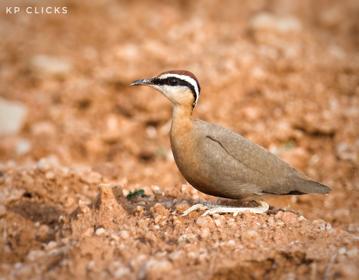 Indian Courser - ML84729001