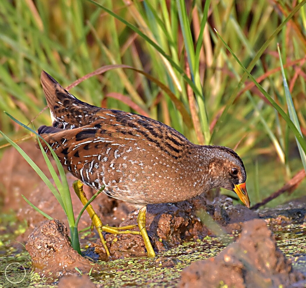 Spotted Crake - Amol Lopes