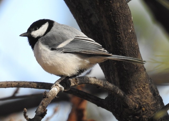 Adult lateral view (subspecies <em class="SciName notranslate">bokharensis</em>). - Great Tit (Turkestan) - 