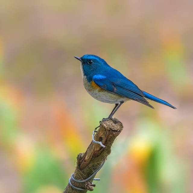 Himalayan Bluetail - eBird