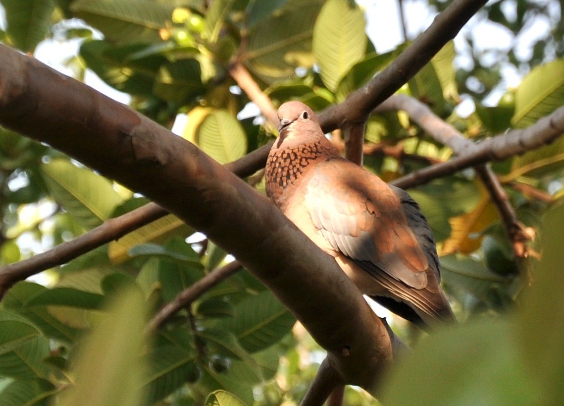 Laughing Dove - ML84731021