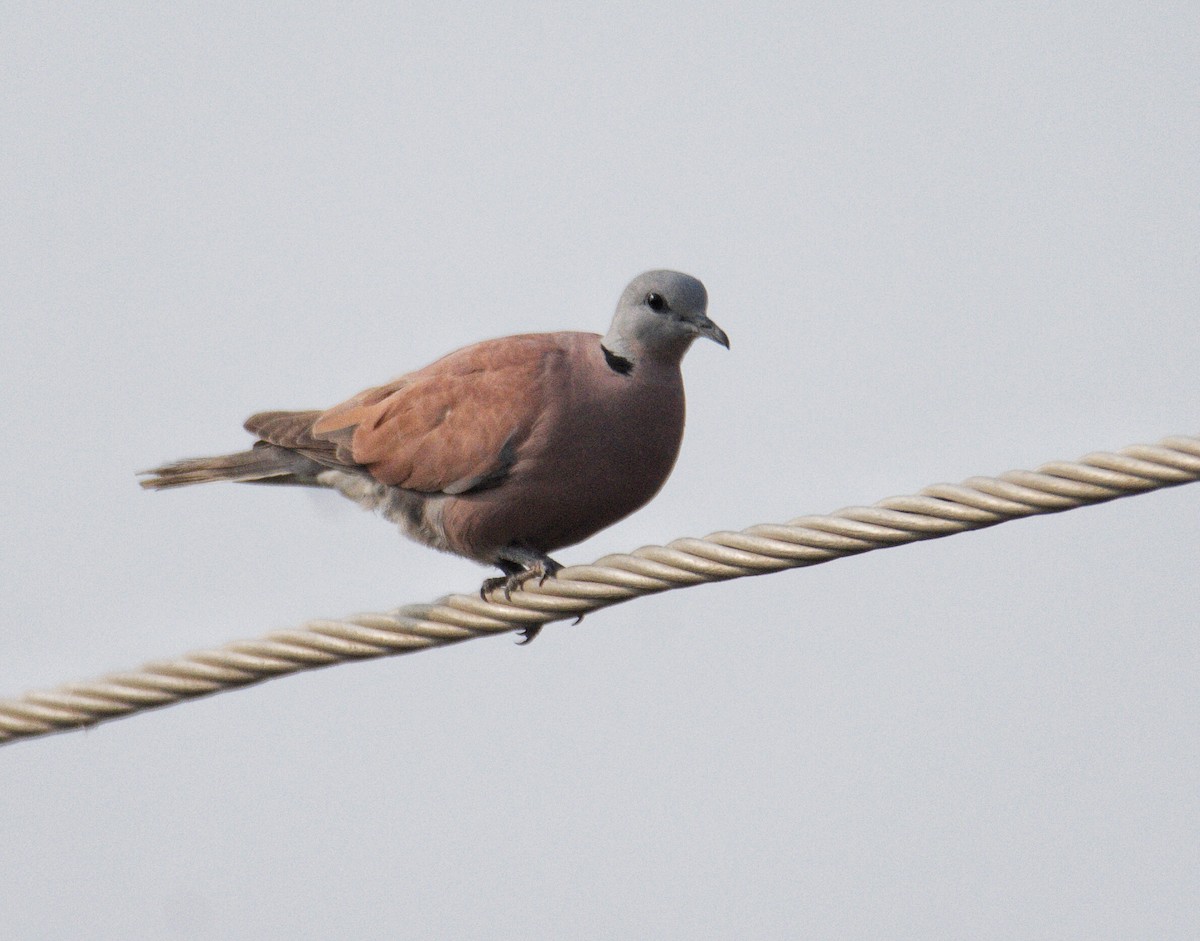Red Collared-Dove - ML84731551