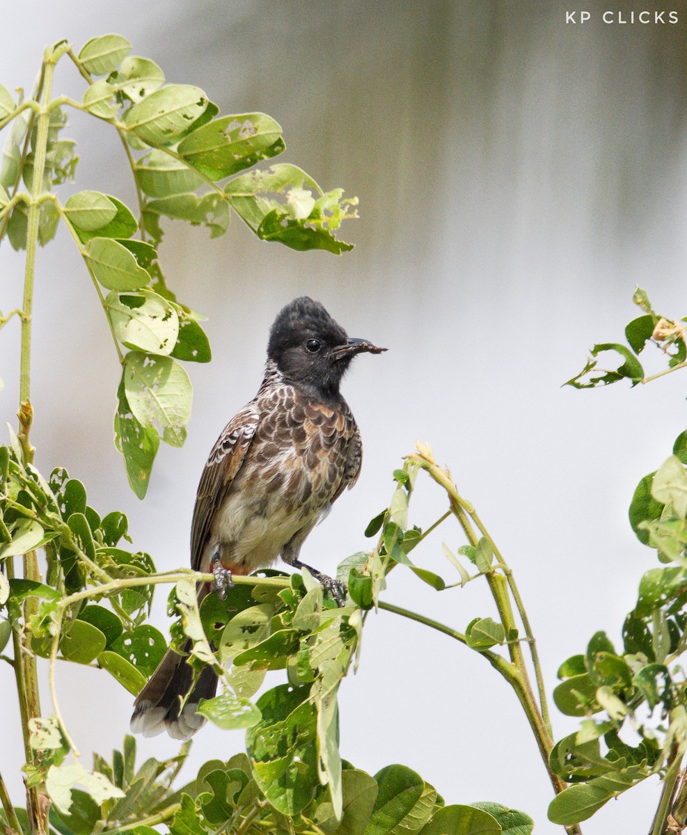 Red-vented Bulbul - ML84731591
