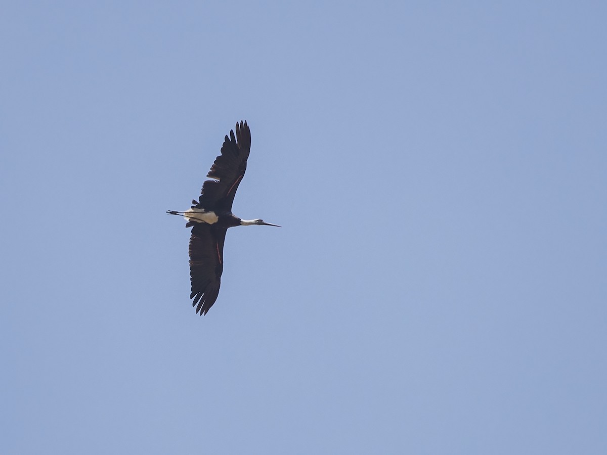African Woolly-necked Stork - Niall D Perrins