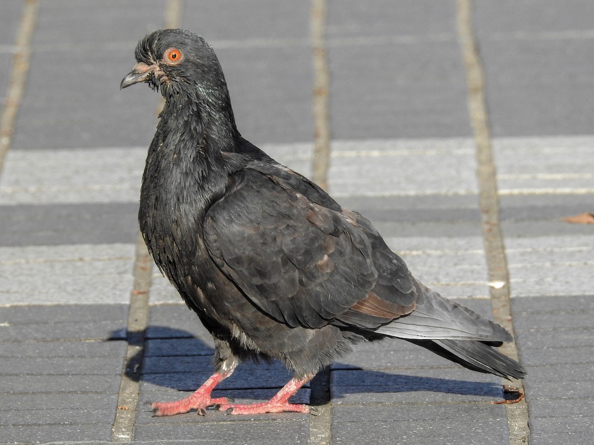Rock Pigeon (Feral Pigeon) - ML84736381