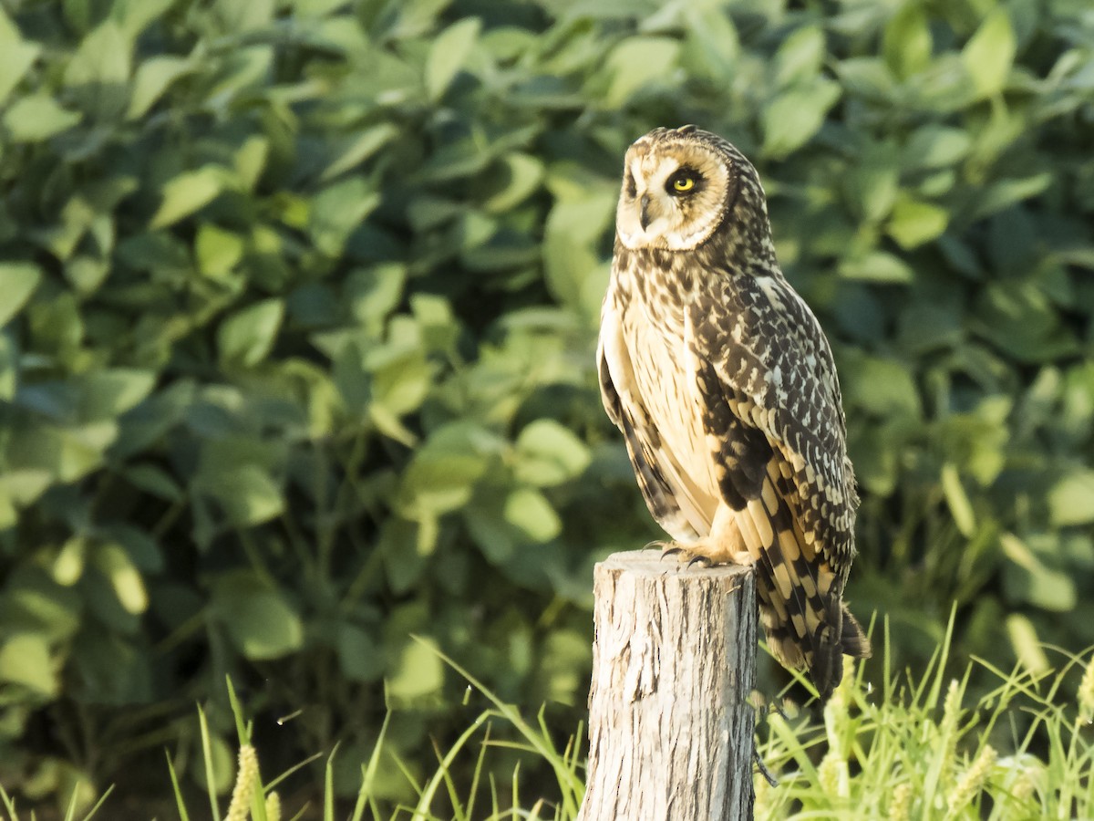 Short-eared Owl - ML84738951