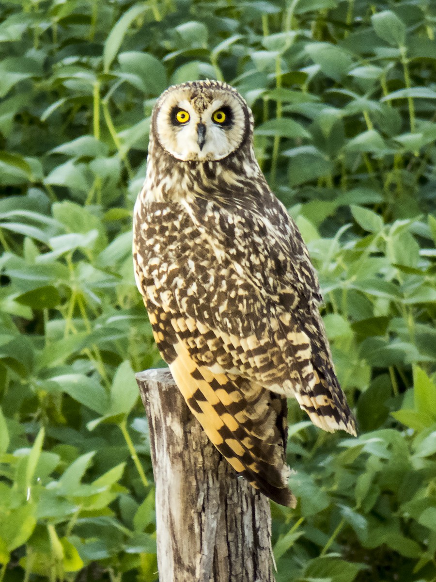 Short-eared Owl - ML84738961