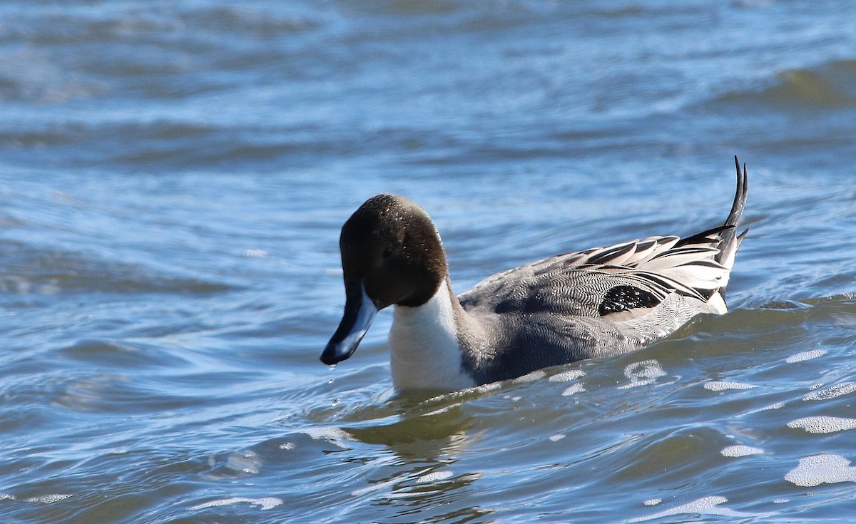 Northern Pintail - Anonymous