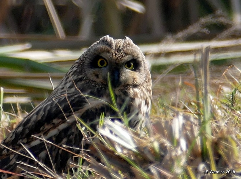 Short-eared Owl - Jaswinder Waraich