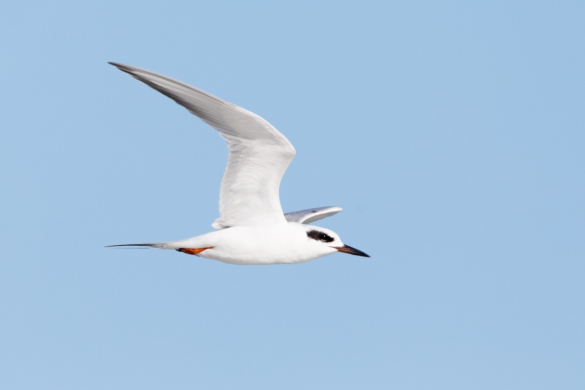 Forster's Tern - Brad Imhoff
