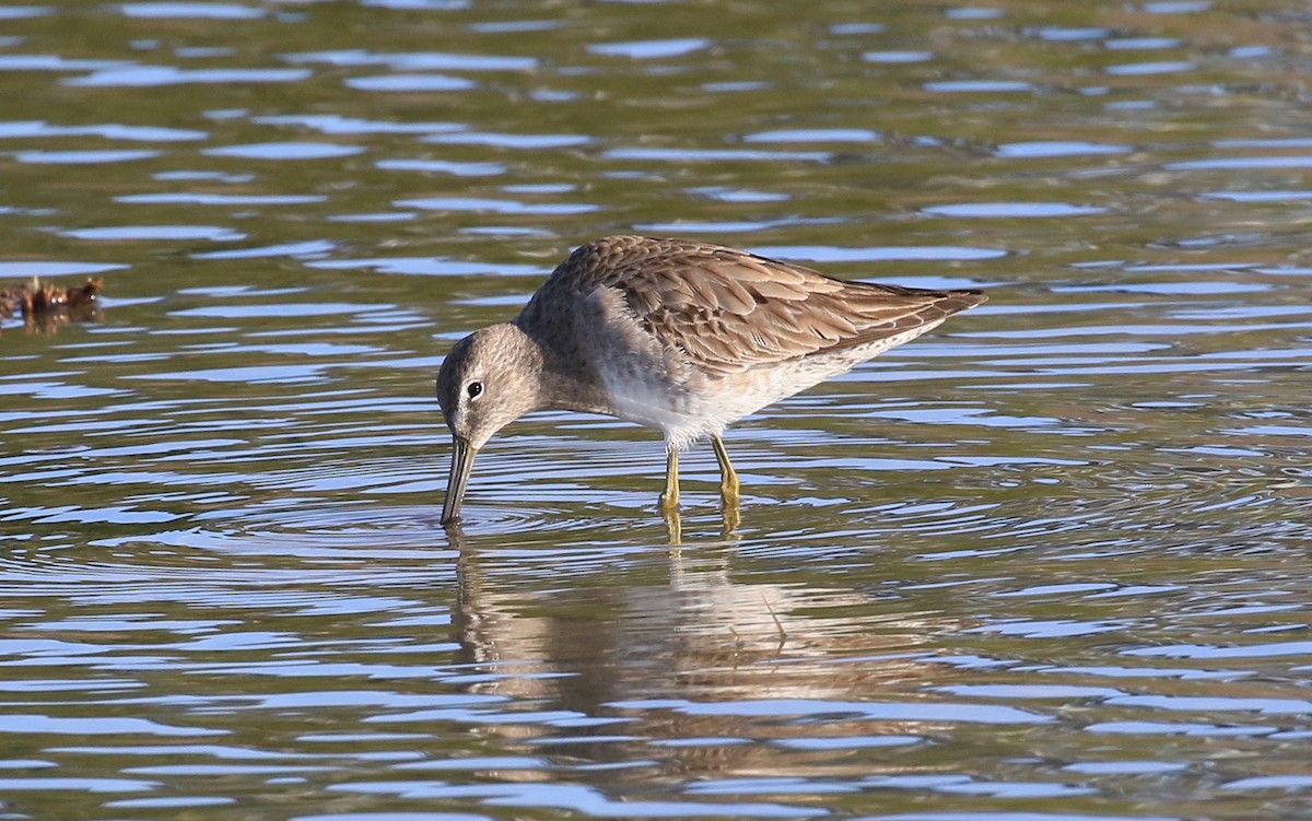 Long-billed Dowitcher - Roger Zachary