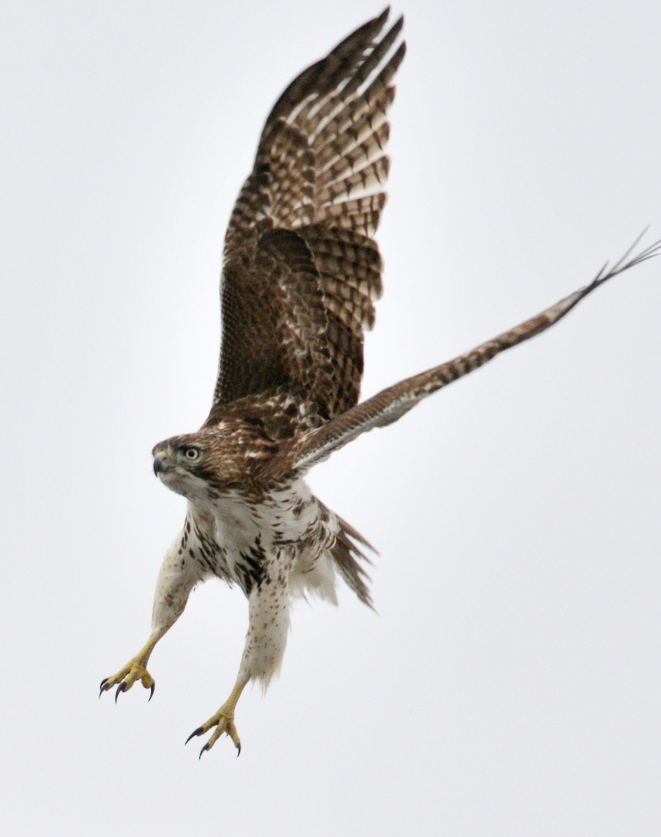 Red-tailed Hawk - Franklin Nejame