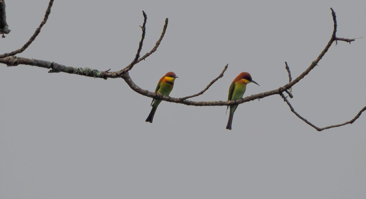 Chestnut-headed Bee-eater - ML84743001