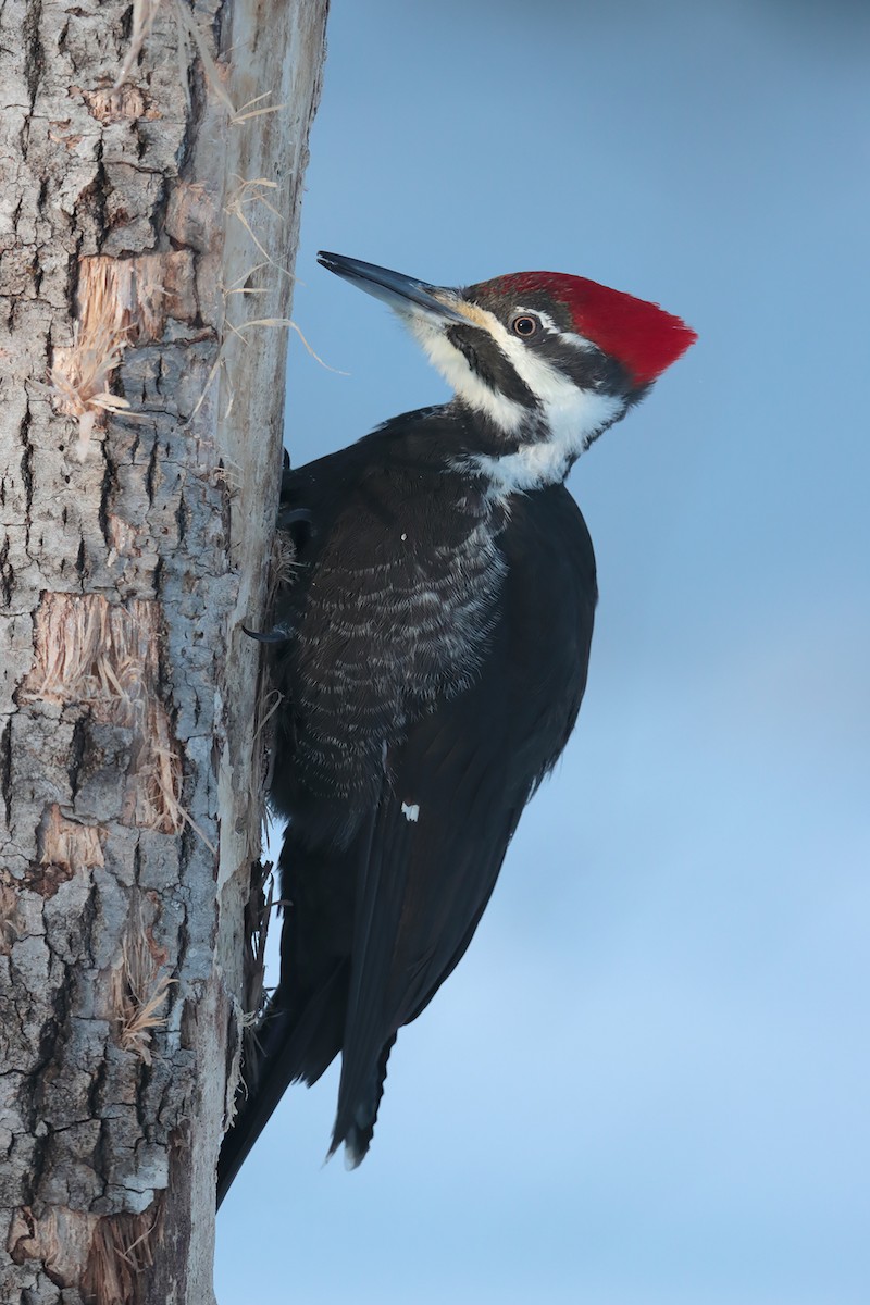 Pileated Woodpecker - ML84744681