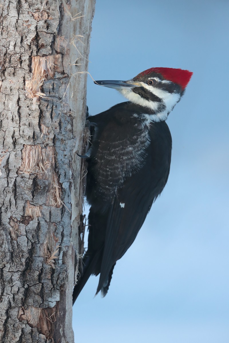 Pileated Woodpecker - ML84744691