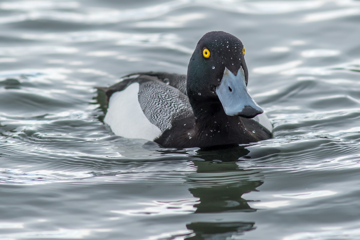 Greater Scaup - ML84745261
