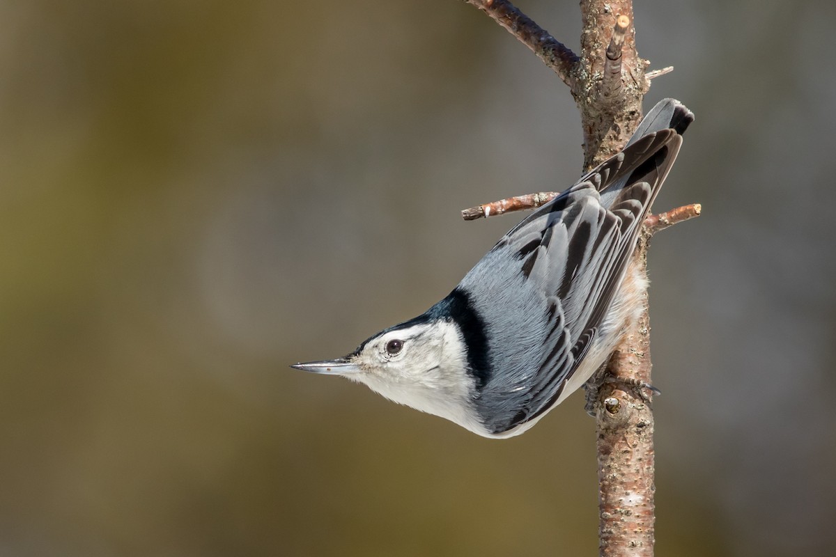 White-breasted Nuthatch - Kyle Blaney