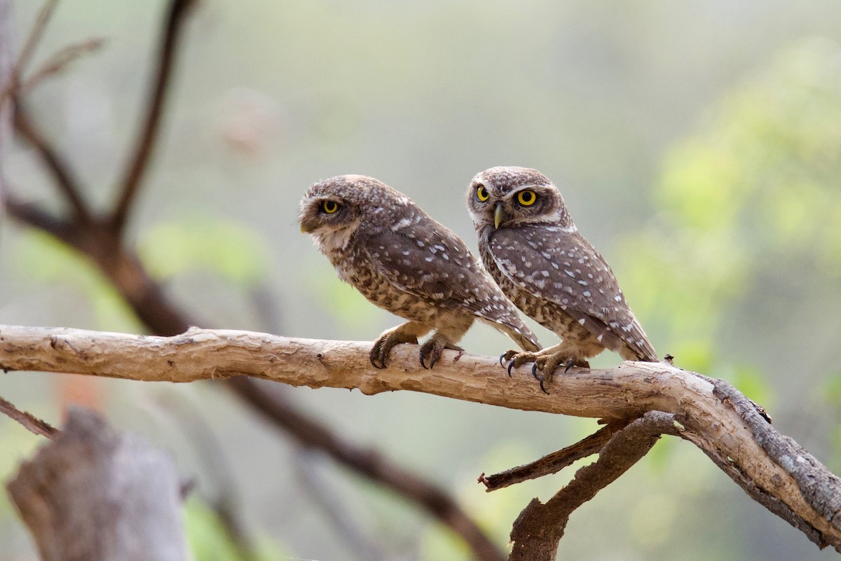 Spotted Owlet - Snehasis Sinha