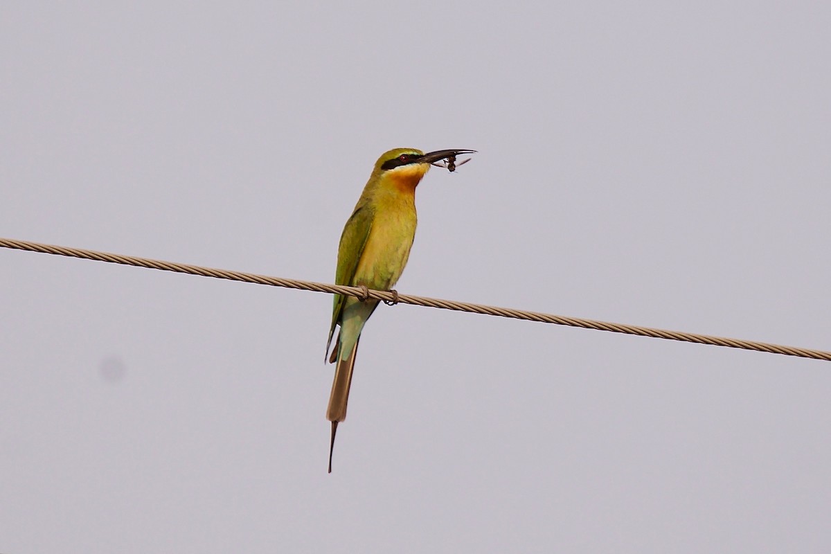 Blue-tailed Bee-eater - Snehasis Sinha