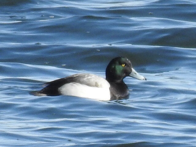 Greater Scaup - Franklin Diaz
