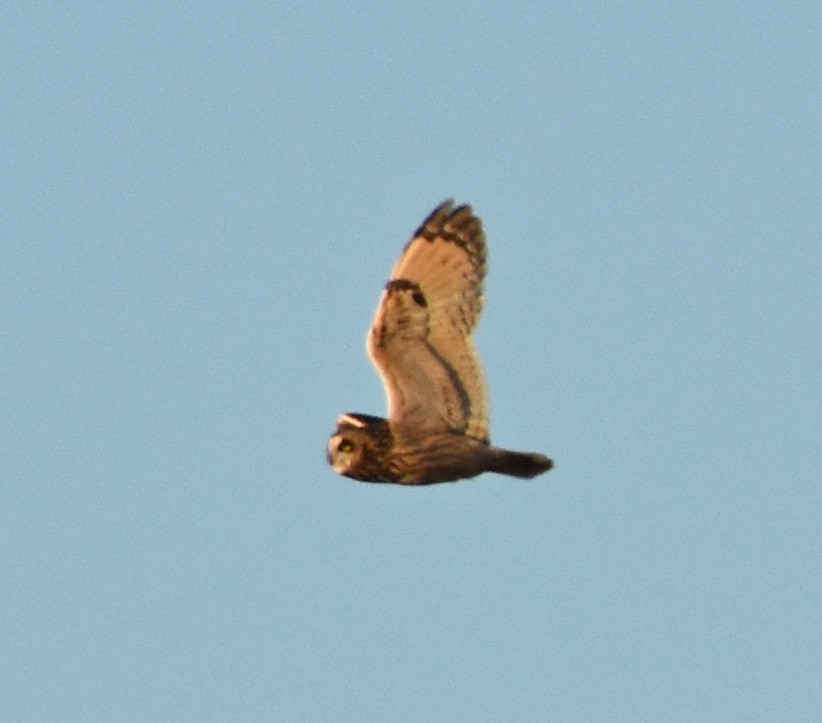Short-eared Owl - ML84750381