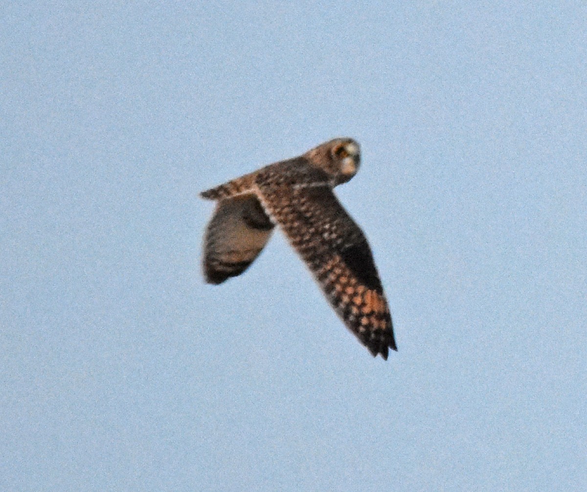 Short-eared Owl - ML84750451