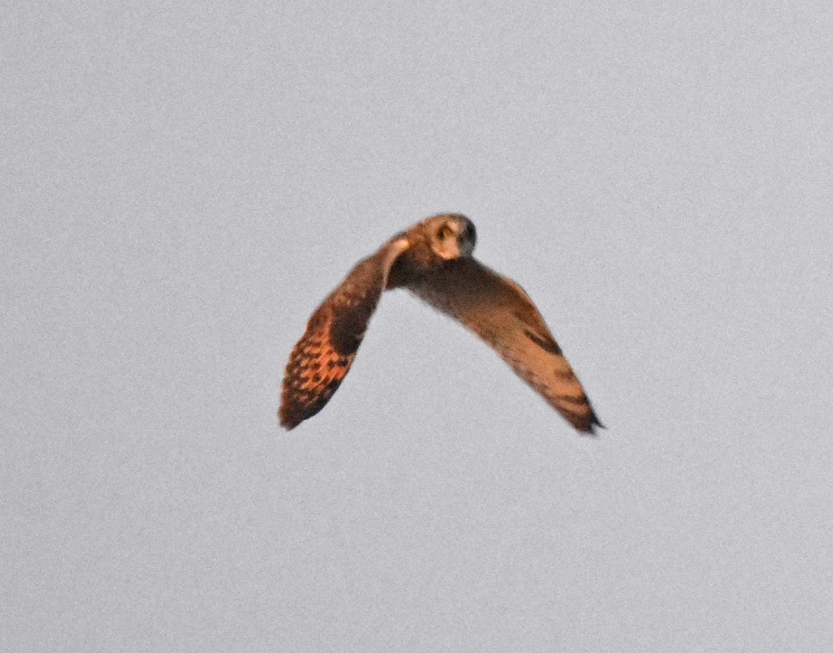 Short-eared Owl - ML84750481